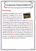 Vorschau - Unterrichtsreihen - Europäische Sumpfschildkröte Lückentext mit Wortspeicher Hörverstehen und Suchsel - Seite 2
