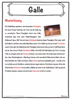 Vorschau - Unterrichtsreihen - Galle Lückentext mit Wortspeicher Hörverstehen und Suchsel - Seite 2