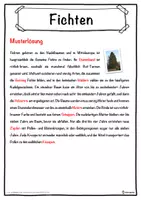 Vorschau - Unterrichtsreihen - Fichten Lückentext mit Wortspeicher Hörverstehen und Suchsel - Seite 2