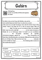 Vorschau - Unterrichtsreihen - Gehirn Lückentext mit Wortspeicher Hörverstehen und Suchsel - Seite 1