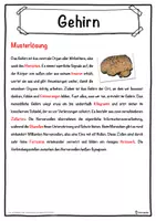 Vorschau - Unterrichtsreihen - Gehirn Lückentext mit Wortspeicher Hörverstehen und Suchsel - Seite 2