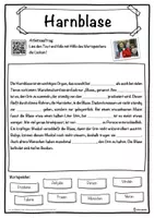 Vorschau - Unterrichtsreihen - Harnblase Lückentext mit Wortspeicher Hörverstehen und Suchsel - Seite 1