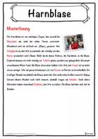 Vorschau - Unterrichtsreihen - Harnblase Lückentext mit Wortspeicher Hörverstehen und Suchsel - Seite 2