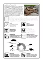 Vorschau - Stationenlernen - Lerntheke Schlangen - Heimische Schlangen (Informations-Poster) - Seite 3