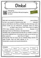 Vorschau - Unterrichtsreihen - Dinkel Lückentext mit Wortspeicher Hörverstehen und Suchsel - Seite 1