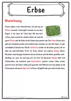 Vorschau - Unterrichtsreihen - Erbse Lückentext mit Wortspeicher Hörverstehen und Suchsel - Seite 2