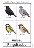 Vorschau - Arbeitsblätter - heimische Vögel in Deutschland - Seite 1