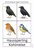 Vorschau - Arbeitsblätter - heimische Vögel in Deutschland - Seite 2