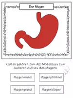 Vorschau - Arbeitsblätter - Aufbau des Magens (Prüfungsstunde) - Seite 3