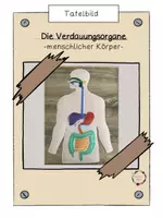 Vorschau - Präsentationen/Tafelbilder - Tafelbild zu den Verdauungsorganen - Deckblatt