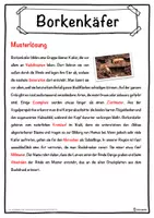 Vorschau - Unterrichtsreihen - Borkenkäfer Lückentext mit Wortspeicher Hörverstehen und Suchsel - Seite 2
