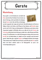 Vorschau - Unterrichtsreihen - Gerste Lückentext mit Wortspeicher Hörverstehen und Suchsel - Seite 2