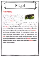 Vorschau - Unterrichtsreihen - Flügel Lückentext mit Wortspeicher Hörverstehen und Suchsel - Seite 2