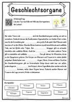 Vorschau - Unterrichtsreihen - Geschlechtsorgane Lückentext mit Wortspeicher Hörverstehen und Suchsel - Seite 1