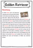 Vorschau - Unterrichtsreihen - Golden Retriever Lückentext mit Wortspeicher Hörverstehen und Suchsel - Seite 2