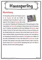 Vorschau - Unterrichtsreihen - Haussperling Lückentext mit Wortspeicher Hörverstehen und Suchsel - Seite 2