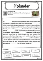 Vorschau - Unterrichtsreihen - Holunder Lückentext mit Wortspeicher Hörverstehen und Suchsel - Seite 1