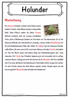 Vorschau - Unterrichtsreihen - Holunder Lückentext mit Wortspeicher Hörverstehen und Suchsel - Seite 2
