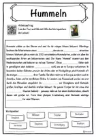Vorschau - Unterrichtsreihen - Hummeln Lückentext mit Wortspeicher Hörverstehen und Suchsel - Seite 1