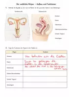 Vorschau - Arbeitsblätter - Sexualkunde - Arbeitsblätter (Einstieg, männliche und weibliche Geschlechtsorgane) - Seite 3