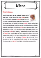 Vorschau - Unterrichtsreihen - Niere Lückentext mit Wortspeicher Hörverstehen und Suchsel - Seite 2