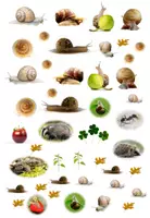 Vorschau - Bildkarten - Aufkleber/Bilder: Schnecken (Gehäuseschnecken) - Seite 1