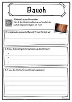 Vorschau - Unterrichtsreihen - Bauch Lückentext mit Wortspeicher Hörverstehen und Suchsel - Seite 3