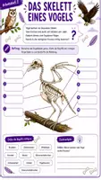 Vorschau - Arbeitsblätter - 🐦 Vögel – Faszinierende Wirbeltiere der Lüfte Klasse 5/6 - Seite 1