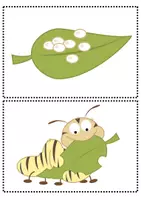 Vorschau - Präsentationen/Tafelbilder - Schmetterling: Lebenszyklus Tafelmaterial (Bildkarten) - Sachunterricht - Kl. 3/4 - Seite 2