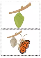 Vorschau - Präsentationen/Tafelbilder - Schmetterling: Lebenszyklus Tafelmaterial (Bildkarten) - Sachunterricht - Kl. 3/4 - Seite 3