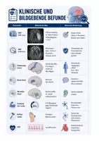 Vorschau - Arbeitsblätter - Fallstudie Schlaganfall | Neurobiologie Broca-Aphasie, Pyramidenbahn, Neuroplastizität | Klasse 11-13 | Arbeitsblatt mit Lösungen - Seite 3