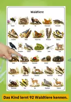 Vorschau - Poster - Lernposter Waldtiere – 92 Tiere kennenlernen | Sachunterricht & Sprachförderung DIN A4/A3 - Seite 2