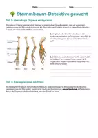 Vorschau - Arbeitsblätter - Stammbaum-Detektive: Homologe Organe & Kladogramme | Evolution Biologie Klasse 9-10 | Arbeitsblatt mit Lösungen - Seite 1