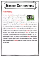 Vorschau - Unterrichtsreihen - Berner Sennenhund Lückentext mit Wortspeicher Hörverstehen und Suchsel - Seite 2