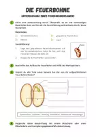 Vorschau - Arbeitsblätter - Untersuchung eines Feuerbohnensamens - Seite 2