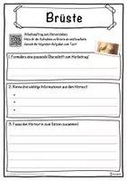Vorschau - Unterrichtsreihen - Brüste Lückentext mit Wortspeicher Hörverstehen und Suchsel - Seite 3
