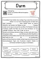 Vorschau - Unterrichtsreihen - Darm Lückentext mit Wortspeicher Hörverstehen und Suchsel - Seite 1