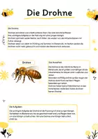 Vorschau - Mal- und Bastelvorlagen - Das Bienenvolk - Seite 2