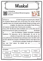 Vorschau - Unterrichtsreihen - Muskel Lückentext mit Wortspeicher Hörverstehen und Suchsel - Seite 1
