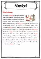 Vorschau - Unterrichtsreihen - Muskel Lückentext mit Wortspeicher Hörverstehen und Suchsel - Seite 2