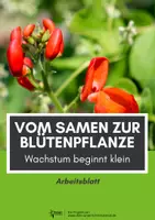 Vorschau - Arbeitsblätter - Vom Samen zur Blütenpflanze - Entwickungsstadien Feuerbohne - Deckblatt