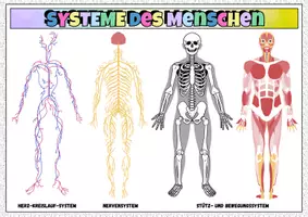 Vorschau - Arbeitsblätter - Poster Plakat Die Systeme des Menschen – Organsysteme einfach erklärt | Biologie Lernplakat für Klasse 5–10 - Seite 1
