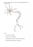 Vorschau - Arbeitsblätter - Rund um....Neurobiologie - Seite 3