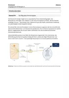 Vorschau - Klassenarbeiten - Biologie LK Klausuraufgabe Neurobiologie (mit Erwartungshorizont) – Wirkung und Sicherheit von Lokalanästhetika: Aktionspotenzial, Natriumkanal-Block & Kardiotoxizität (Lidocain, Bupivacain, Ropivacain) - Seite 3