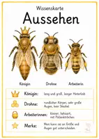 Vorschau - Arbeitsblätter - Die Biene Sachunterricht Arbeitsblätter Bildkarten Wissenskarten - Seite 3