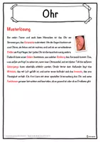 Vorschau - Unterrichtsreihen - Ohr Lückentext mit Wortspeicher Hörverstehen und Suchsel - Seite 2
