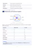 Vorschau - Stundenentwürfe - Biologie Klasse 7 Paket – 19 Materialien: Verdauung, Zellen & Ökosystem - Seite 3