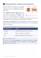 Vorschau - Arbeitsblätter - Biologie Klasse 8 Paket – 11 Materialien: Hormone, Sinne & Vererbung - Seite 3