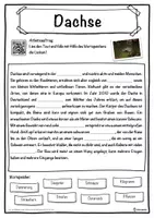 Vorschau - Unterrichtsreihen - Dachse Lückentext mit Wortspeicher Hörverstehen und Suchsel - Seite 1