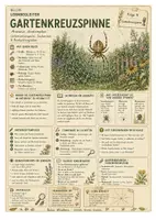 Vorschau - Arbeitsblätter - Gartenkreuzspinne – kostenloses Materialpaket für Sachunterricht & Naturbildung Bella Wildherz - Seite 3